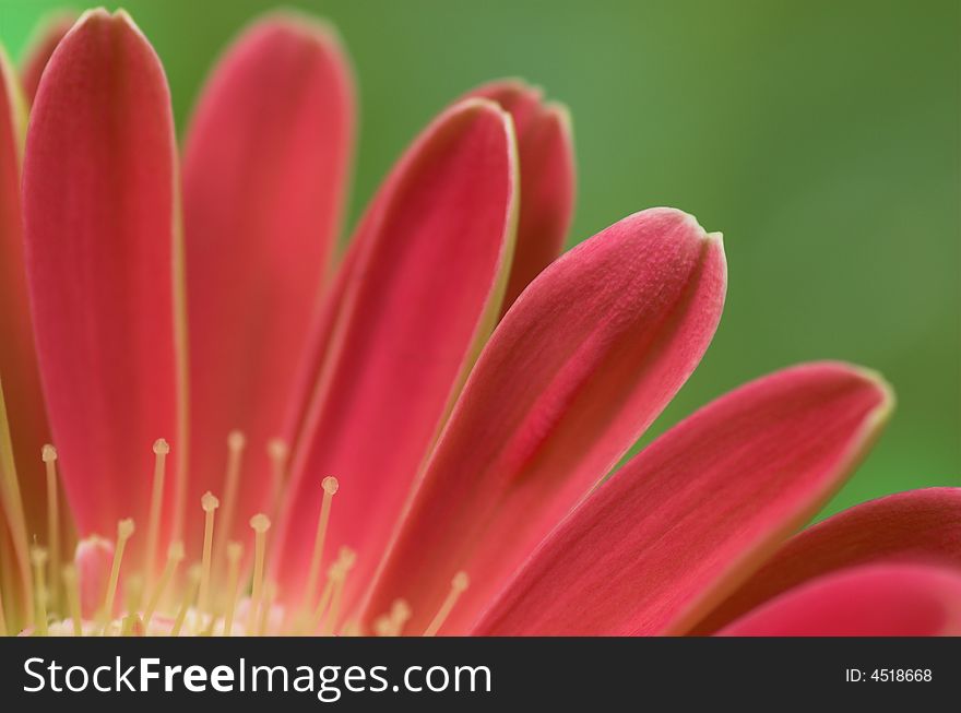 Macro picture of red gerbera petals on green background
