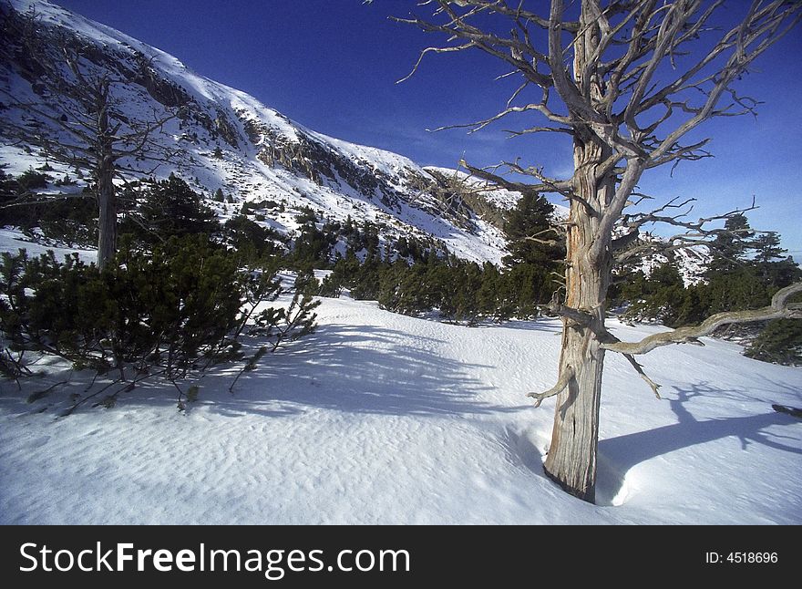 Withered Tree