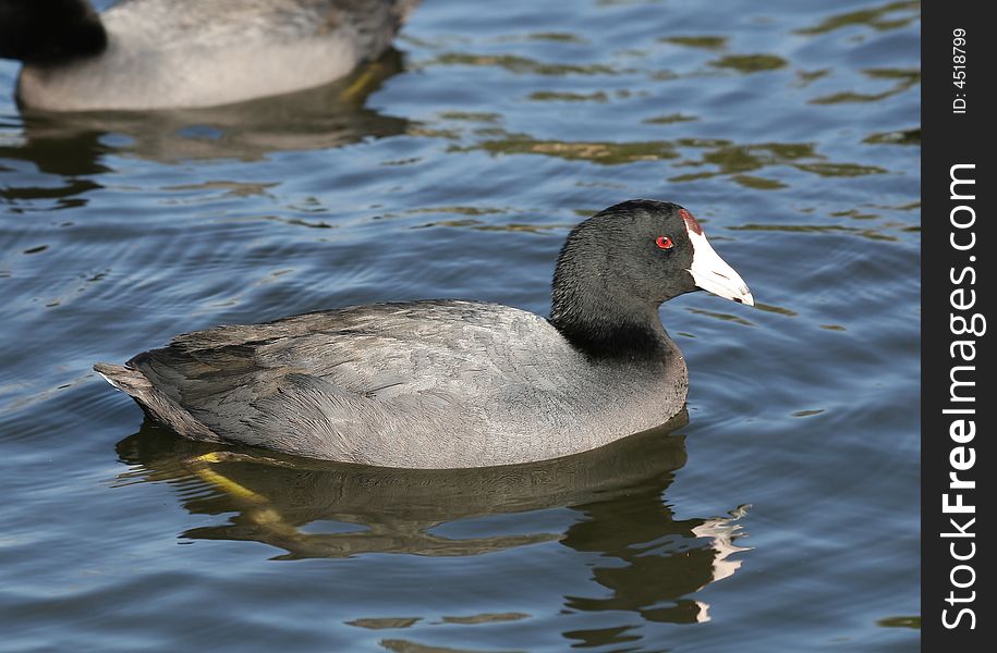 American coot.