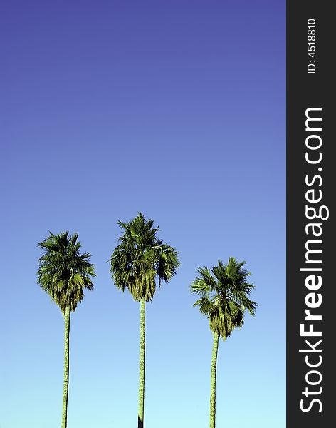 A Trio Of Palm Trees Sway In The Tropical Breeze. A Trio Of Palm Trees Sway In The Tropical Breeze