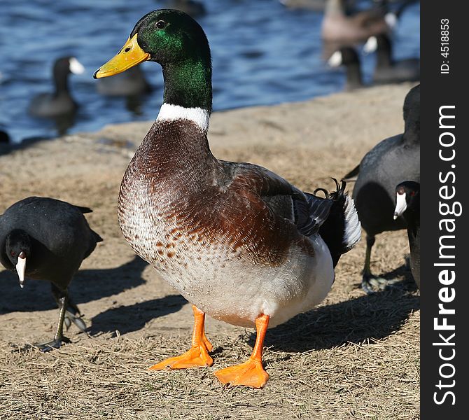 Male mallard duck surrounded by coot birds. Male mallard duck surrounded by coot birds.