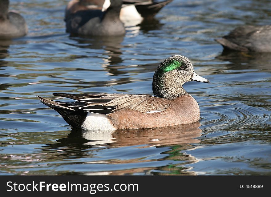 Mallard duck swimming at Balboa Lake Park. Los Angeles, CA. Mallard duck swimming at Balboa Lake Park. Los Angeles, CA.