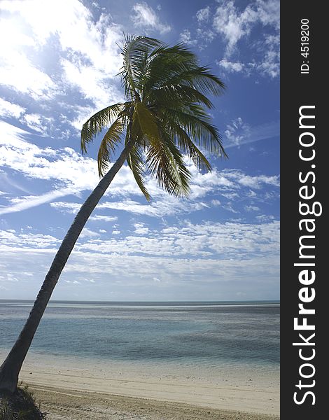 Palm Tree On Tropical Beach