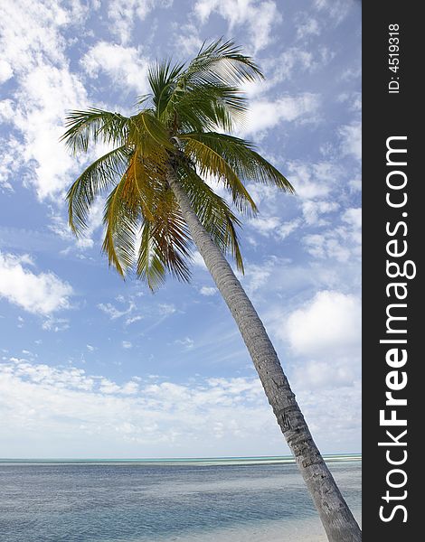 Beautiful tropical beach seascape with palm tree. Beautiful tropical beach seascape with palm tree