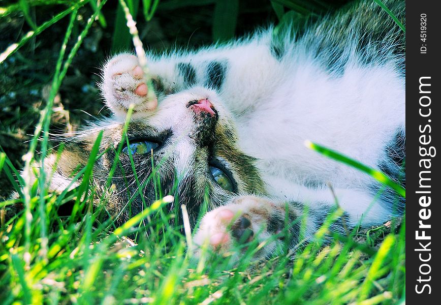 A cute kitten rolling the grass.