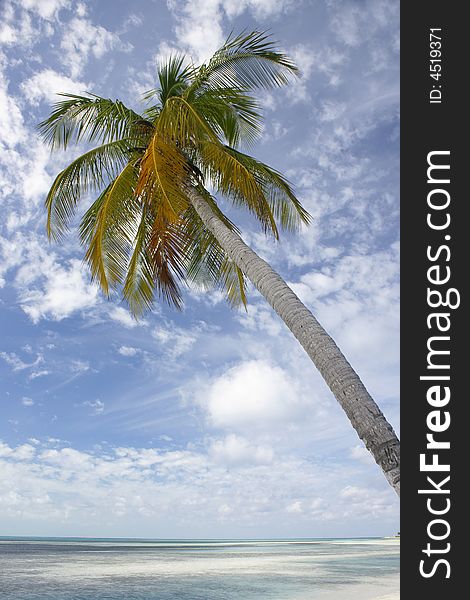 Beautiful tropical beach seascape with palm tree. Beautiful tropical beach seascape with palm tree