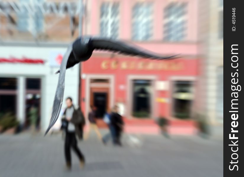 Pigeon flying over downtown in Wroclaw, Poland