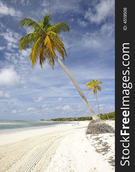 Beautiful tropical beach seascape with palm trees. Beautiful tropical beach seascape with palm trees