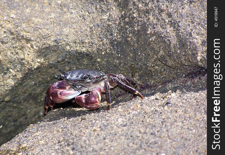 Crab on the rock by the Pacific Ocean