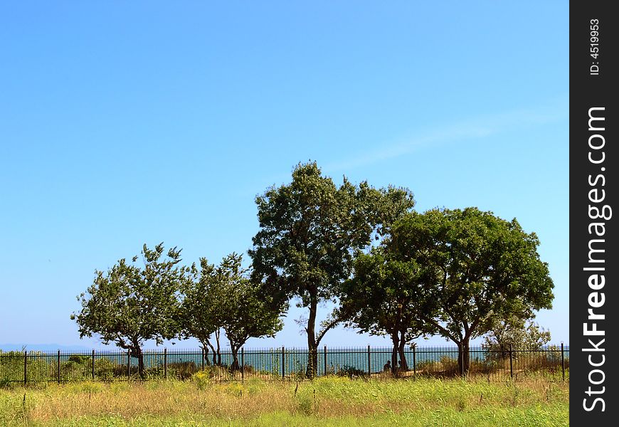Landscape with trees, burnt grass and blue sky. Landscape with trees, burnt grass and blue sky.