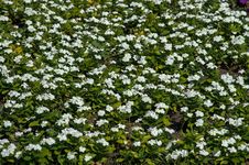 White Flowers Field Royalty Free Stock Image White Flowers Field Royalty Free Stock Image