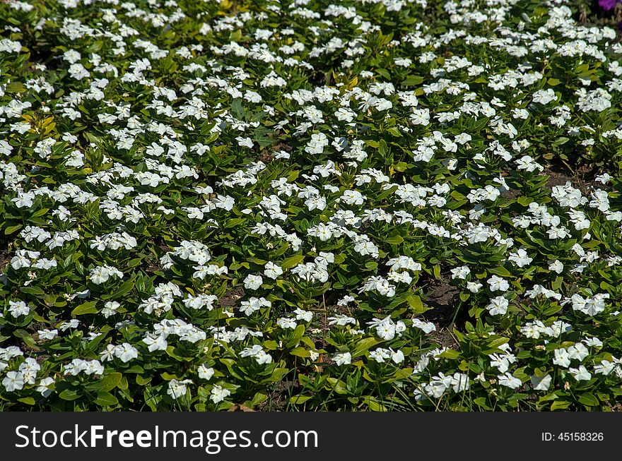 Field with growing white flowers. Field with growing white flowers