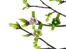 Spring Twig Royalty Free Stock Image Spring Twig Royalty Free Stock Image