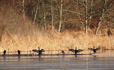 Cormorants Stock Image Cormorants Stock Image