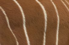 Bongo Antelope Detail Stock Photo Bongo Antelope Detail Stock Photo
