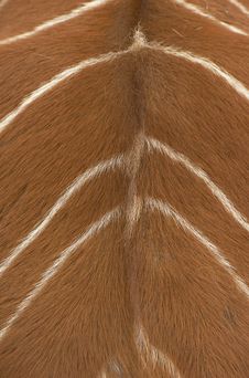Back Of The Bongo Antelope Royalty Free Stock Images Back Of The Bongo Antelope Royalty Free Stock Images