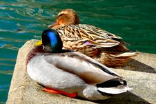 Ducks Royalty Free Stock Photos Ducks Royalty Free Stock Photos