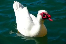 White Duck Royalty Free Stock Images