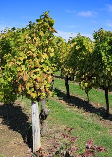 Vineyard Stock Image