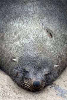 Fur Seal,Namibia Stock Images