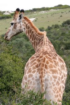 Male Giraffe Royalty Free Stock Images Male Giraffe Royalty Free Stock Images