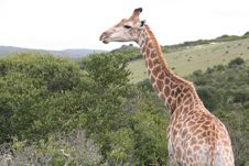 Male Giraffe Stock Photography Male Giraffe Stock Photography