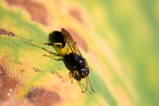 A Wasp Drinking Stock Photography