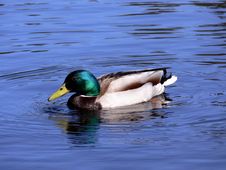 Anas Platyrhynchos Stock Images Anas Platyrhynchos Stock Images