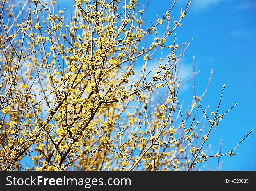 Blooming yellow flowers in early springtime, daylight. Blooming yellow flowers in early springtime, daylight.