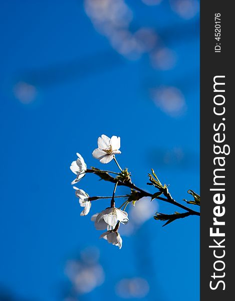 View of blue flower agains blue background