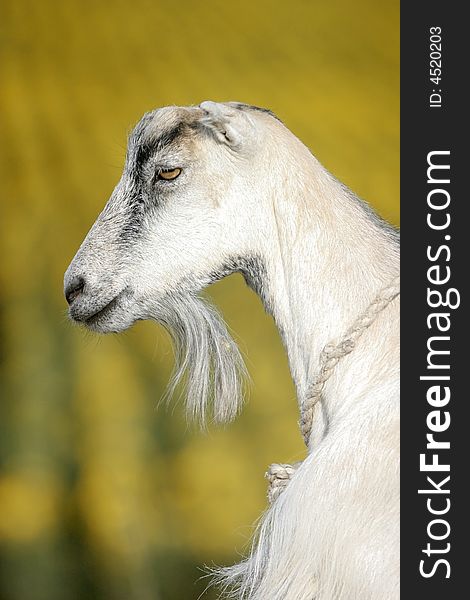 Goat On A Sunflower Field Background