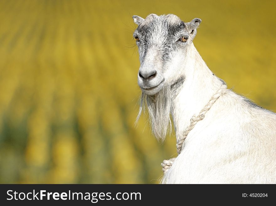 The goat on a sunflower field background