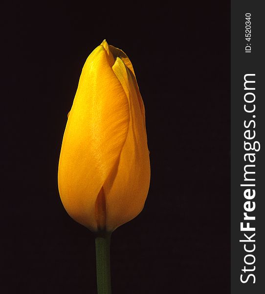 Beautiful yellow tulip against a black background