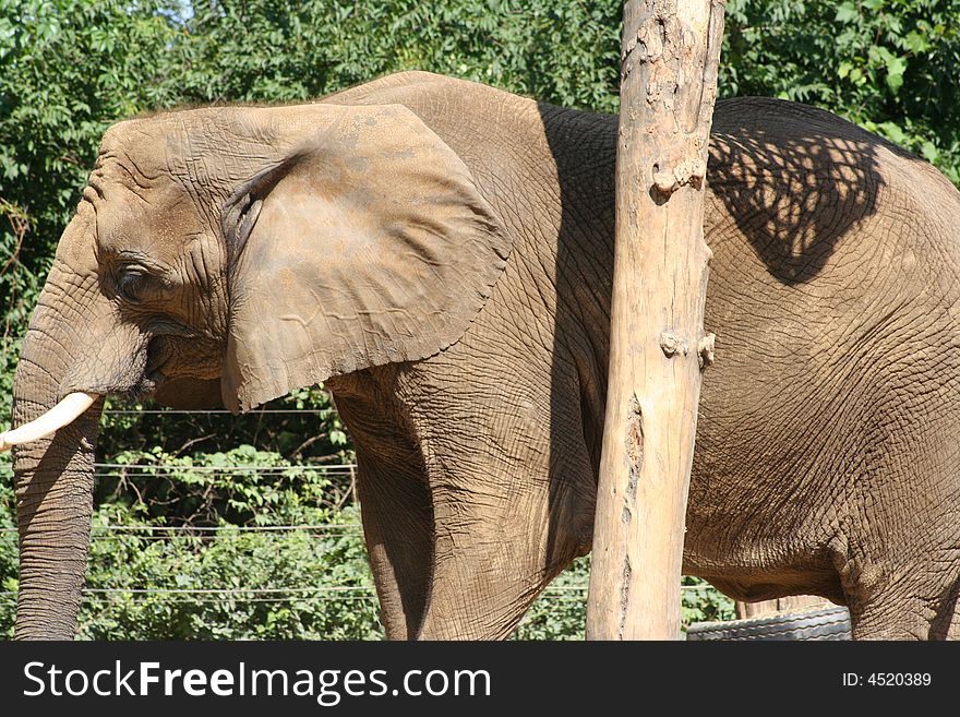 Closeup of an elephant behind a tree