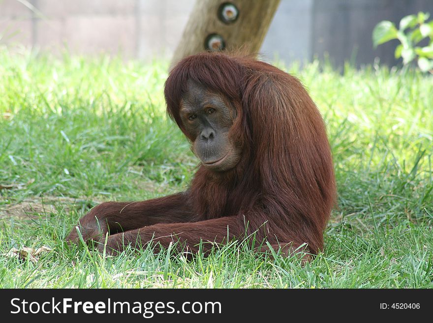 Image of an orangutan looking right at you