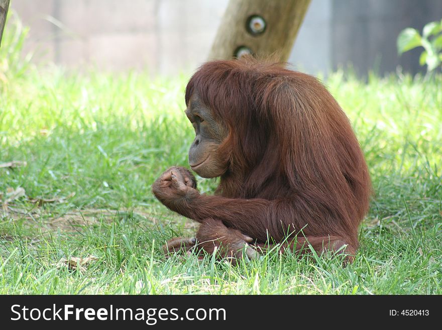 Orangutan