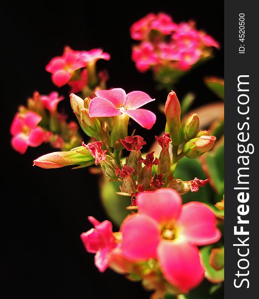 Red flower and Bud with black background