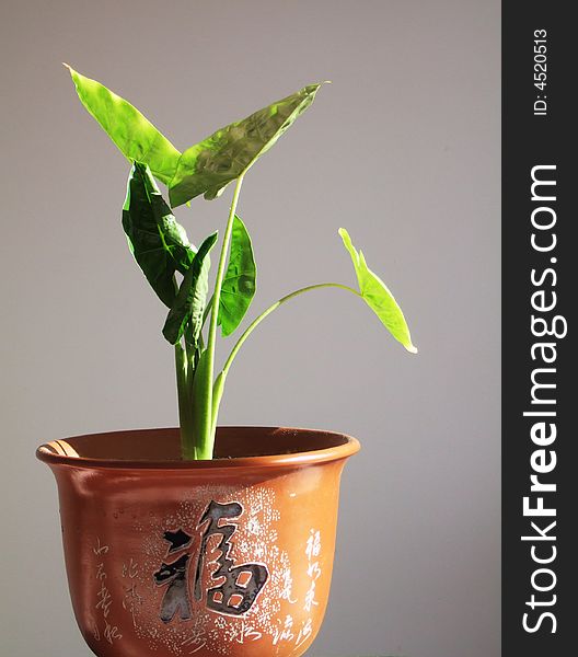 Calla in a flowerpot which has chinese character on. Calla in a flowerpot which has chinese character on