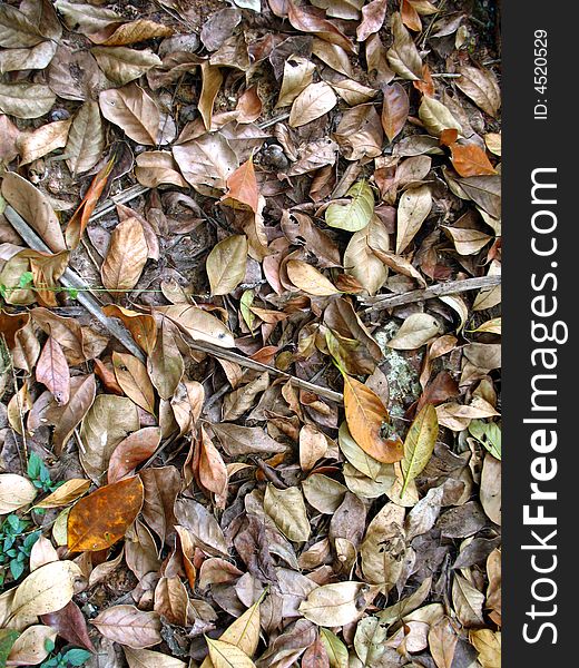 Different coloured dry leaves from the tropical trees on the ground.