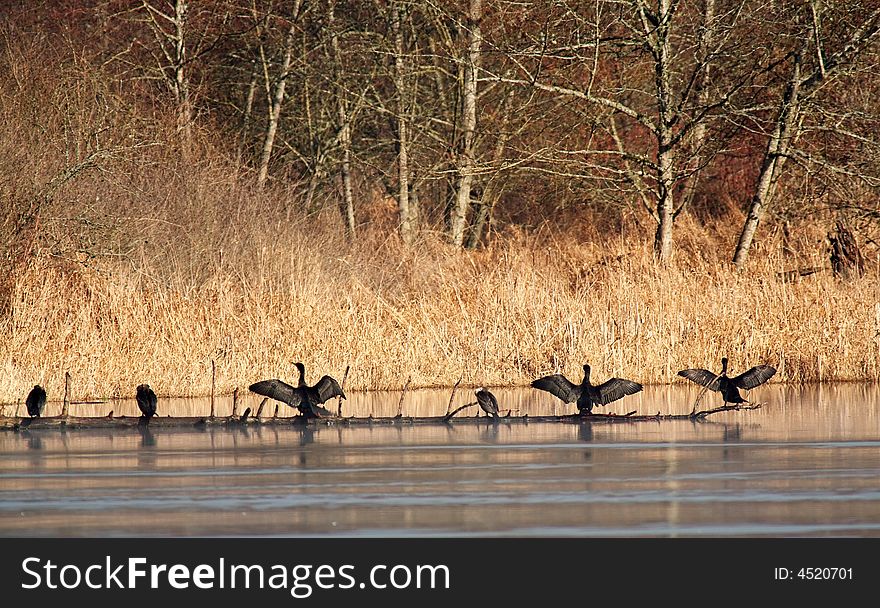 Cormorants on Shadow Lake (possibly the Double-crested Cormorant). Taken on a misty February morning at the Bob Heirman Wildlife Preserve.