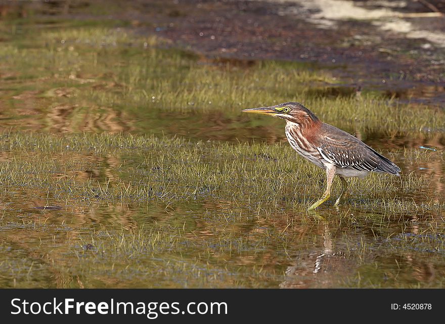 An American Bittern walks in the shallow water and weeds of the salt marsh.