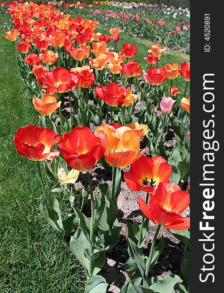 Fully open, bright red and orange tulips growing in garden row.