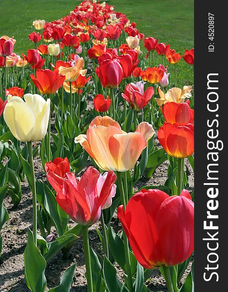 Bright, red, pink, and orange tulips growing in a garden row in spring. Bright, red, pink, and orange tulips growing in a garden row in spring.