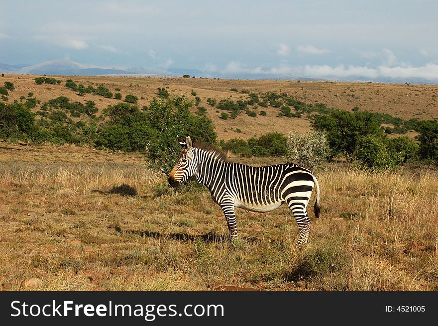 This is the Cape Mountain Zebra, one of the most endangered mammals in the world, wild and in its natural habitat in South Africa. This is the Cape Mountain Zebra, one of the most endangered mammals in the world, wild and in its natural habitat in South Africa.