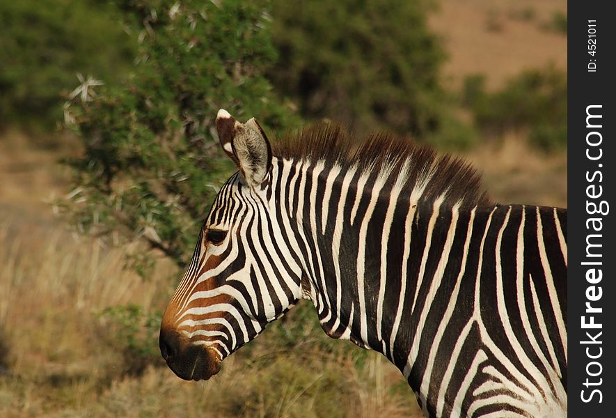 Cape Mountain Zebra (Equus Zebra)