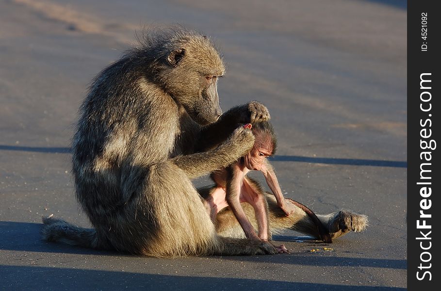 A chacma baboon grooming her young early in the morning in South Africa. A chacma baboon grooming her young early in the morning in South Africa.