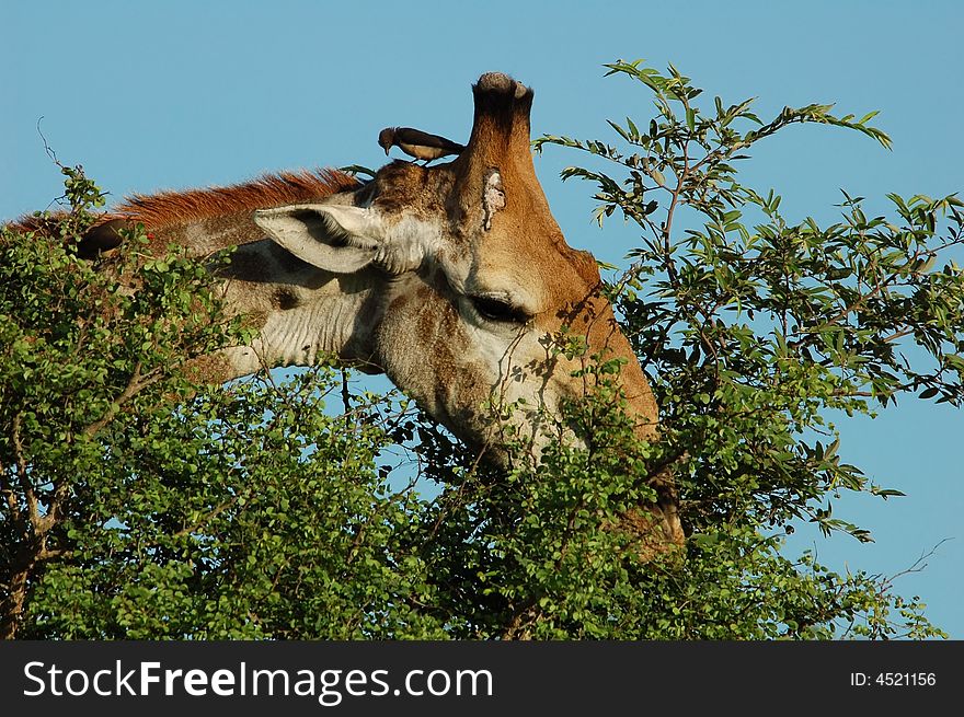 Giraffe with a baby oxpecker on its head. Giraffe with a baby oxpecker on its head.