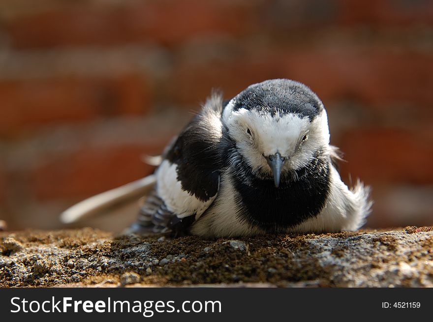 a little water bird sitting on the wall