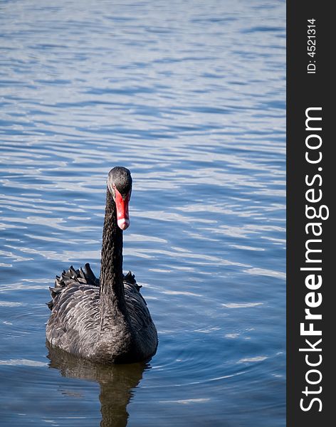 Black Swan In Calm Water