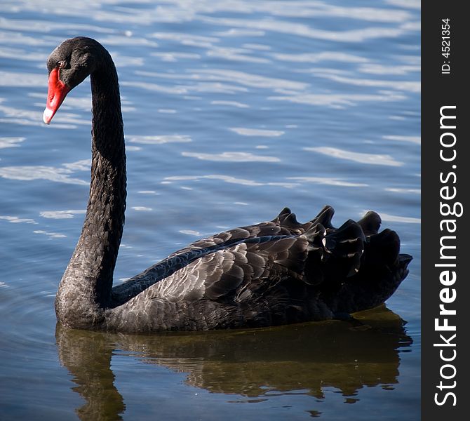 Black swan in Herdsman Lake, Western Australia.